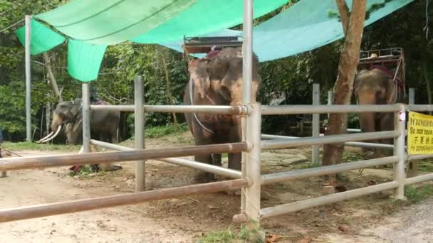 Koh Samui Island Thailand Giugno 2019 Grande Elefante Con Sella — Video Stock
