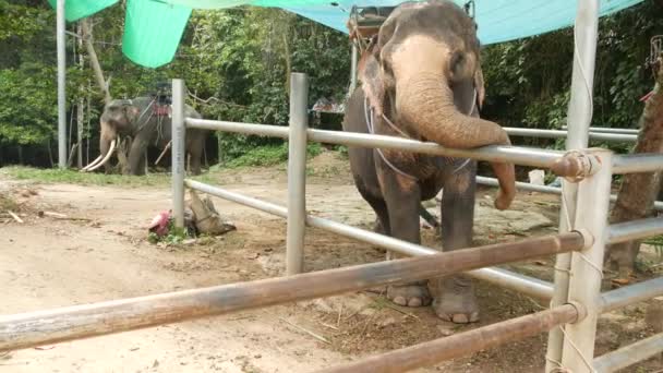 Koh Samui Island Thailand Juni 2019 Stor Elefant Med Sadel — Stockvideo