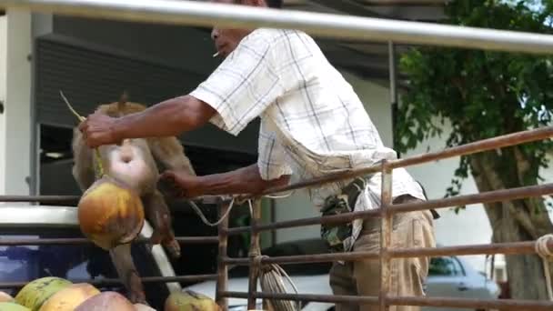 Koh Samui Island Thailand July 2019 Monkey Worker Rest Coconut — Stockvideo