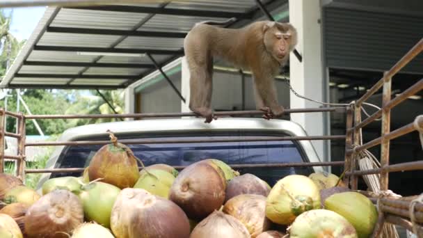 Koh Samui Island Thailand July 2019 Monkey Worker Rest Coconut — Stock Video