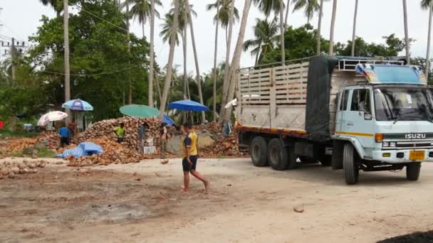 Koh Samui Adasi Thailand Temmuz 2019 Hindistan Cevizi Tarlasında Çalışan — Stok video