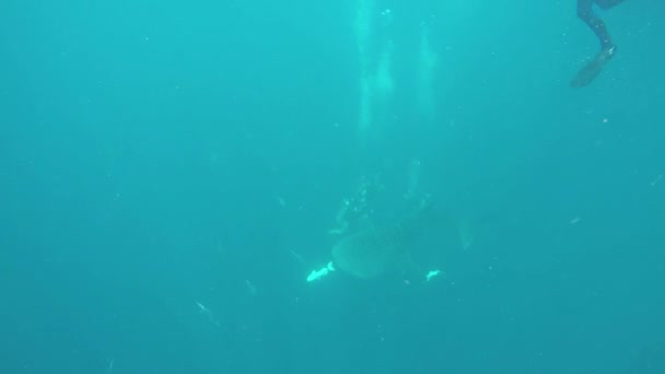 Tao Tailandia Julio 2019 Buceo Marino Agresivo Tiburón Ballena Gigante — Vídeos de Stock