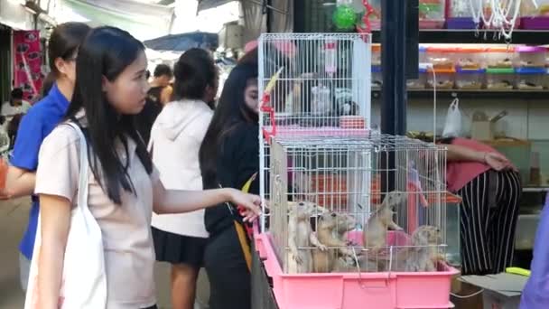 Bangkok Tailandia Julio 2019 Sección Mascotas Abarrotadas Mercado Personas Étnicas — Vídeos de Stock