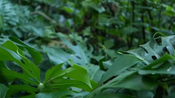 Egzotikus szörny dzsungel esőerdő trópusi atmoszféra. Friss lédús levelek, amazon sűrű benőtt mély erdő. Sötét természetes növényzet buja lombozat. Örökzöld ökoszisztéma. Paradicsomi nyugodt esztétika — Stock videók