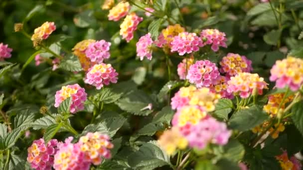Lantara camara žlutá růžová květina v zahradě Kalifornie USA. Umbelanterna jaro čistý barevný květ, romantická botanická atmosféra jemný jemný jemný květ. Jarní světlé barvy. Čerstvé klidné ráno — Stock video
