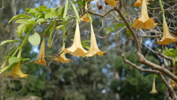 Brugmansia blommor blomma, trädgårdsskötsel i Kalifornien, USA. Naturlig botanisk närbild bakgrund. Gul blomning i vårträdgården, frisk vårflora i mjukt fokus. Änglar trumpeter växt — Stockvideo