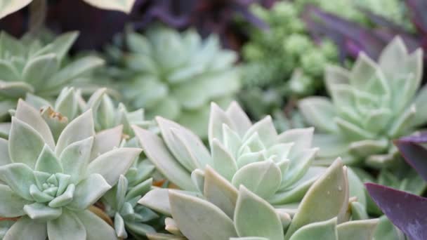 Succulent plants collection, gardening in California, USA. Home garden design, diversity of various botanical hen and chicks. Assorted mix of decorative ornamental echeveria houseplants, floriculture — Stock Video