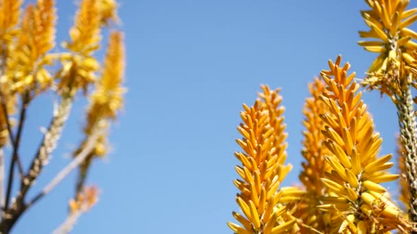 Aloe sukkulente Pflanze gelbe Blume, Kalifornien USA. Wüstenflora arides Klima natürliche botanische Nahaufnahme Hintergrund. Lebendige Orangenblüte der Aloe Vera. Gärtnern in Amerika, wächst mit Kaktus und Agave — Stockvideo