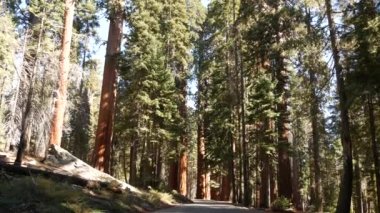 Sequoia Ormanı, Ulusal Park 'taki sekoya ağaçları, Kuzey Kaliforniya, ABD. King 's Canyon yakınlarındaki ormanlıkta. Seyahat ve yürüyüş turizmi. Eşsiz lagre kozalaklı çam ağaçları, kocaman uzun gövdeleri var.