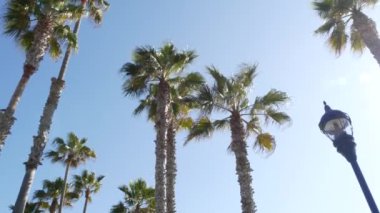 Palms Los Angeles, Kaliforniya, ABD 'de. Pasifik Okyanusu 'ndaki Santa Monica ve Venice Sahili' nin yaz estetiği. Açık mavi gökyüzü ve simgesel palmiye ağaçları. Hollywood 'daki Beverly Hills' in atmosferi. LA titreşimleri