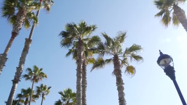 팜 스 , LA, 캘리포니아, 미국. 여름의 미적 아름다움은 태평양의 산타 모니카 와 베니스 해변입니다. 푸른 하늘 과 상징적 인 야자나무가 있다. 할리우드의 베버리 힐스의 대기. 라오디게아 — 비디오