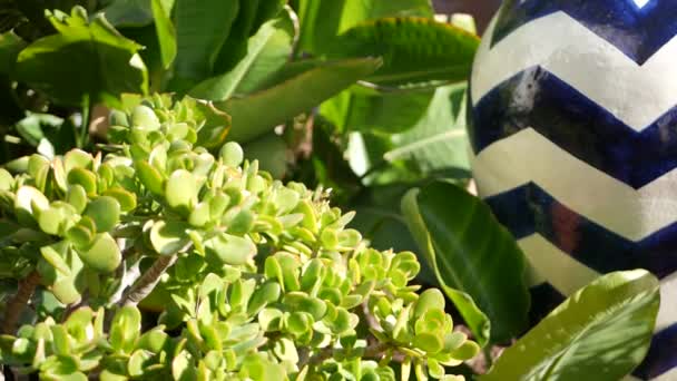 Succulents in flowerpot, gardening in California USA. Green house plants in colorful clay pots. Mexican style garden design, arid desert decorative floriculture. Natural botanical ornamental greenery — Stock Video