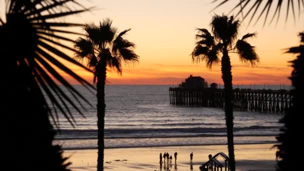 Palme e cielo crepuscolare in California USA. Tropicale oceano spiaggia atmosfera tramonto. Le vibrazioni di Los Angeles. — Video Stock
