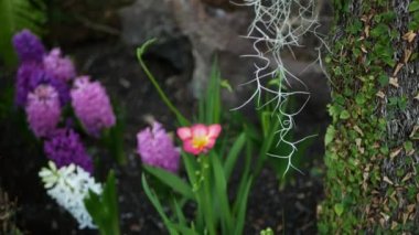 Kaliforniya, Orman 'da küçük frezya sümbülü mor çiçek. Bahar sabahı atmosferi, narin küçük pembe yeşil bitki. Bahar perisi botanik tazeliği. Vahşi doğa orman ekosistemi