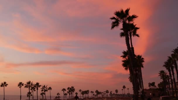 Palme e cielo crepuscolare in California USA. Tropicale oceano spiaggia atmosfera tramonto. Le vibrazioni di Los Angeles. — Video Stock