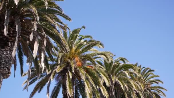Palms Los Angeles, Kaliforniya, ABD 'de. Pasifik Okyanusu 'ndaki Santa Monica ve Venice Sahili' nin yaz estetiği. Açık mavi gökyüzü ve simgesel palmiye ağaçları. Hollywood 'daki Beverly Hills' in atmosferi. LA titreşimleri — Stok video