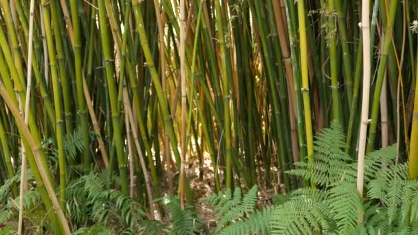 Las bambusowy, egzotyczna azjatycka atmosfera tropikalna. Zielone drzewa w medytacyjnym feng shui zen ogród. Cichy, spokojny gaj, poranna harmonia świeżości w gęstwinach. Japońska lub chińska naturalna orientalna estetyka — Wideo stockowe