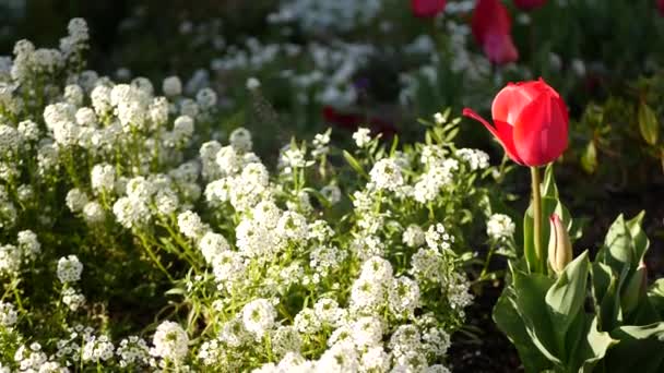 Tender witte bloemen in de tuin, Californië Verenigde Staten. Lenteweide romantische sfeer, ochtend delicaat puur groen. Lente verse tuin of lea in zachte focus. Natuurlijke botanische bloesem close up — Stockvideo