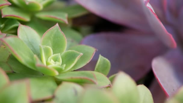 Succulent növények gyűjtése, kertészkedés Kaliforniában, USA. Lakáskerttervezés, különféle botanikus tyúkok és csibék változatossága. Dekoratív díszítő echeveria szobanövények válogatott keveréke, virágtermesztés — Stock videók