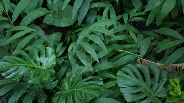 奇异的怪兽丛林热带雨林热带气候.新鲜多汁的树叶,令人惊奇的是密密麻麻的茂密森林.深色的天然绿叶.常绿生态系统。天堂宁静美感 — 图库视频影像