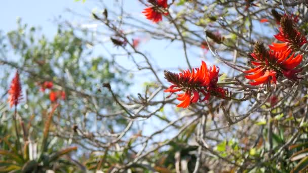 Kaliforniya 'nın bahçesinde kırmızı mercan ağacı çiçeği. Erythrina alev ağacı bahar çiçeği, romantik botanik atmosfer, narin tropikal çiçekler. Bahar ışıl ışıl renkler. Yumuşak bulanıklık tazeliği — Stok video