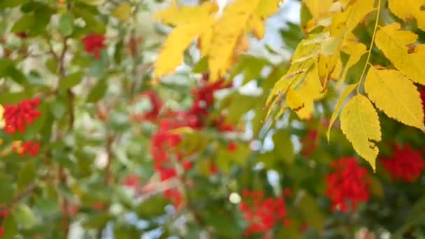 Red berries on tree, gardening in California, USA. Natural atmospheric botanical close up background. Viburnum, spring or fall morning garden or forest, fresh springtime or autumn flora in soft focus — Stock Video