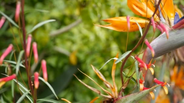 Strelitzia bird of paradise tropical crane flower, California USA. Orange exotic vivid floral blossom, amazon jungle rainforest atmosphere, natural lush foliage, trendy houseplant for home gardening — Stock Video