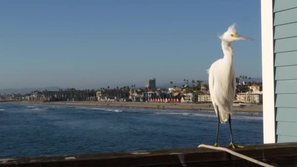 Vit snöig egret på pir räcken, Kalifornien USA. Havsstrand, havsvattenvågor. Kusthästrygg fågel — Stockvideo