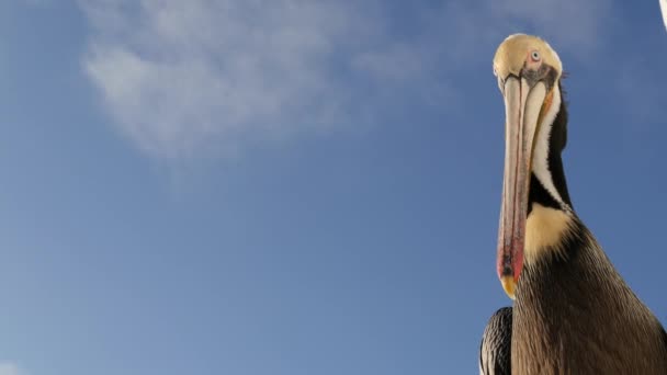 Kaliforniya okyanus plajı, rıhtımdaki vahşi kahverengi pelikan. Kıyıdaki pelecanus, büyük kuş. Büyük gagalı. — Stok video