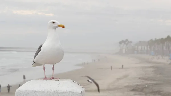 Mouette blanche, Californie plage de l'océan Pacifique. Beau oiseau près de la jetée à Oceanside. — Photo