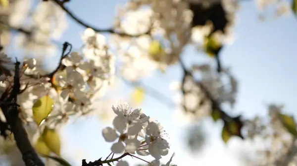 Frühling weiße Blüte des Kirschbaums, Kalifornien, USA. Zarte zarte Sakura-Blüten aus Birne, Apfel oder Aprikose. Frühling frische romantische Atmosphäre, rein botanische Blüte, weicher Fokus Bokeh. — Stockfoto