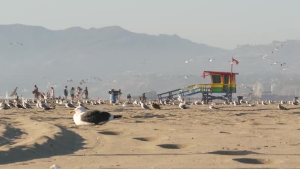 Los Angeles Usa Nov 2019 Deniz Martıları Ikonik Tahta Gökkuşağı — Stok video