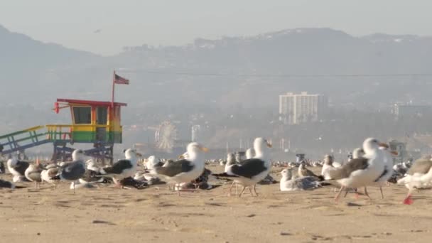 Los Angeles Usa Lis 2019 Mewy Morskie Kultowa Retro Drewniana — Wideo stockowe