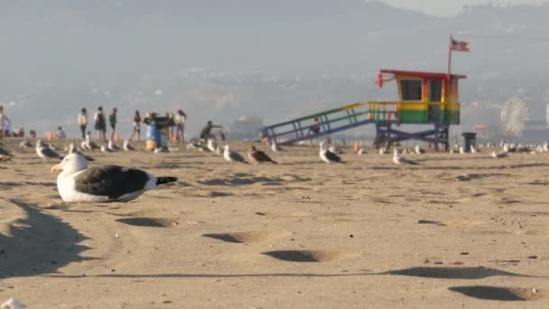 Los Angeles Usa Nov 2019 Kaliforniens Sommartid Venedigs Strandestetik Havsmåsar — Stockvideo