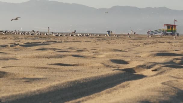 Лос Анжелес Сша Ноября 2019 Года Калифорнийский Летний Пляж Venice — стоковое видео