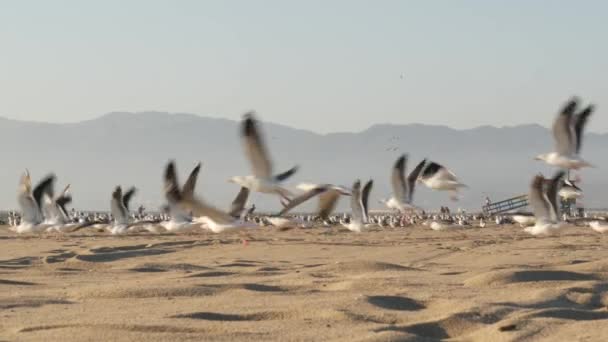 Los Angeles Usa Nov 2019 Sea Gulls Iconic Retro Wooden — Stock Video