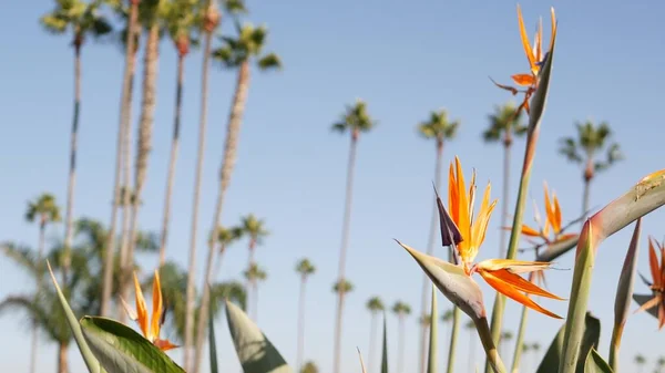 Palmy w Los Angeles, Kalifornia, USA. Letnia estetyka Santa Monica i Venice Beach na Pacyfiku. Ptak Strelitzia z rajskiego kwiatu. Atmosfera Beverly Hills w Hollywood. Wibracje LA — Zdjęcie stockowe