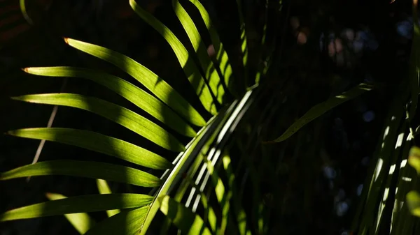 Hutan hujan eksotis tropis suasana. Daun daun palem segar di hutan amazon atau taman. Kontras dengan tanaman hijau alami gelap yang subur. Ekosistem Evergreen. Latar belakang estetika surga — Stok Foto