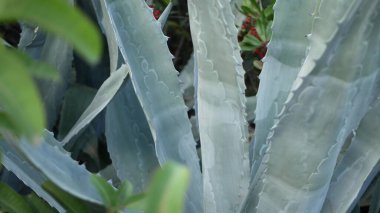 Agave yaprakları, Kaliforniya, ABD 'de sulu bahçıvanlık. Ev bahçesi tasarımı, yukka, yüzyıl bitkisi ya da aloe. Doğal botanik süslemeleri, Meksika ev bitkileri, kurak iklim dekoratif bitki örtüsü.