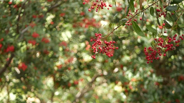 Bayas rojas en el árbol, jardinería en California, EE.UU. Fondo botánico atmosférico natural de cerca. Viburnum, jardín matutino de primavera u otoño o bosque, primavera fresca o flora otoñal en suave enfoque — Foto de Stock