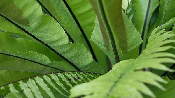 Птицы гнездятся на темно-зеленых листьях. Экзотические тропические тропические джунгли Амазонки джунглей, стильная модная ботаническая атмосфера. Естественная пышная листва яркая зелень, райская эстетика. Асплий нидусовый — стоковое фото