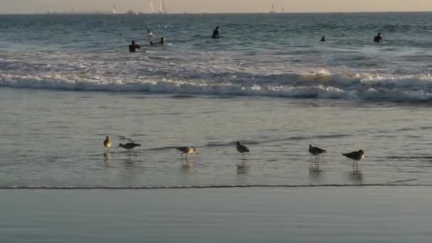 Los Angeles Usa Nov 2019 Californië Zomer Venetië Strand Esthetisch — Stockvideo