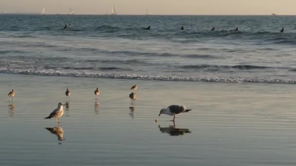 Los Angeles Usa Nov 2019 Kaliforniens Sommartid Venedigs Strandestetik Havsmås — Stockvideo