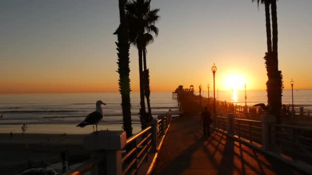 Oceanside California Usa Nov 2019 Muelle Madera Gente Caminando Turistas — Vídeo de stock