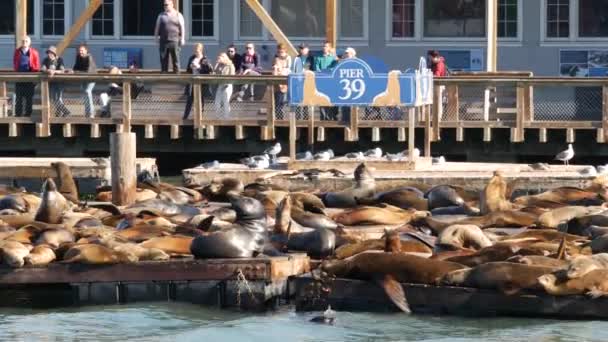 San Francisco California Estados Unidos Nov 2019 Muchas Focas Muelle — Vídeos de Stock