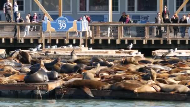 San Francisco California Usa Nov 2019 Πολλές Φώκιες Στην Προβλήτα — Αρχείο Βίντεο