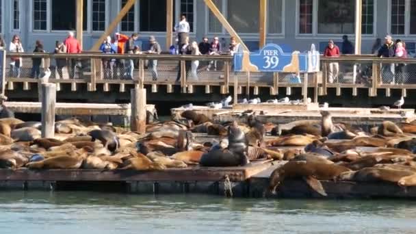 San Francisco California Usa Nov 2019 Many Seals Pier Tourist — 图库视频影像