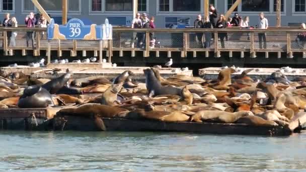 San Francisco California Usa Nov 2019 Many Seals Pier Tourist — Stock Video