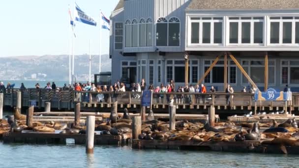 San Francisco California Usa Nov 2019 Some Seals Pier Tourism — 비디오
