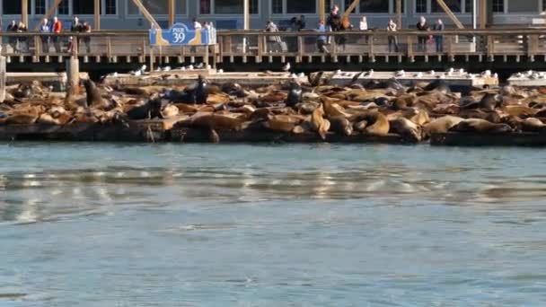 San Francisco California Usa Nov 2019 Many Seals Pier Tourist — 图库视频影像